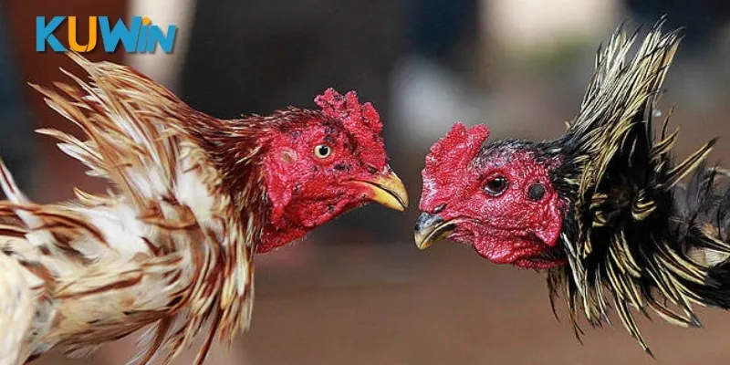 Điểm tên 3 ưu điểm nổi bật