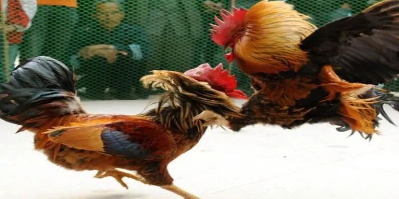 Nhiều giống gà hấp dẫn