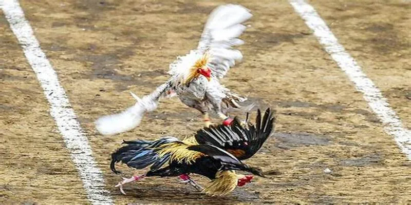 Rèn luyện gà số 1